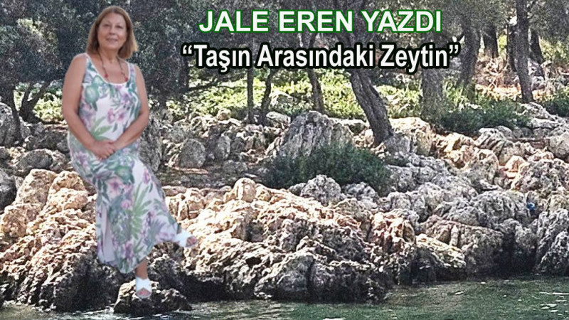 Akyaka’daki Zeytin Adası: Doğanın Sessiz Mucizesi