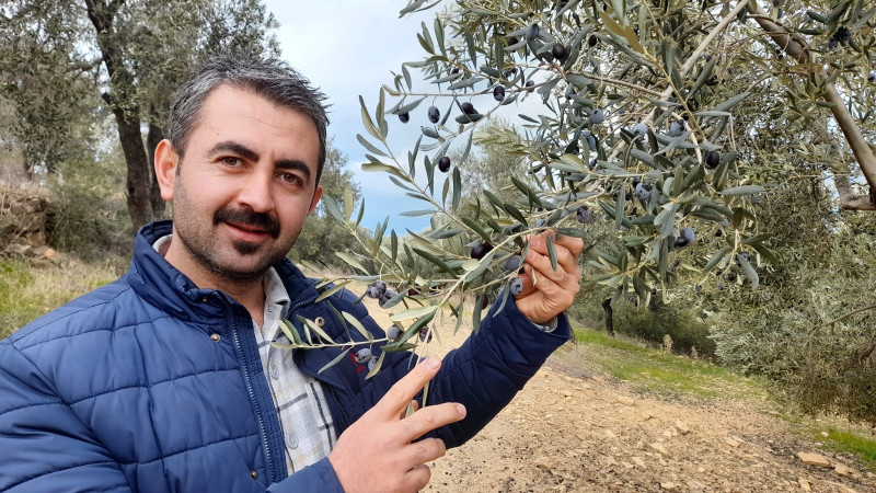 Zeytinyağı Fiyatlarında Rekor Beklenti: 200 TL’yi Aşacak