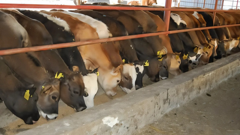 “Besicilerden Çarpıcı Açıklama: ‘Fiyatlar Gerçek Değil, Sorun Maliyetlerde!’” 