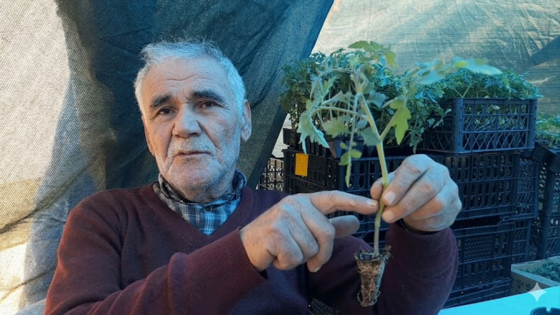 Hazır ve Sağlıklı Fideleri Tercih Edin