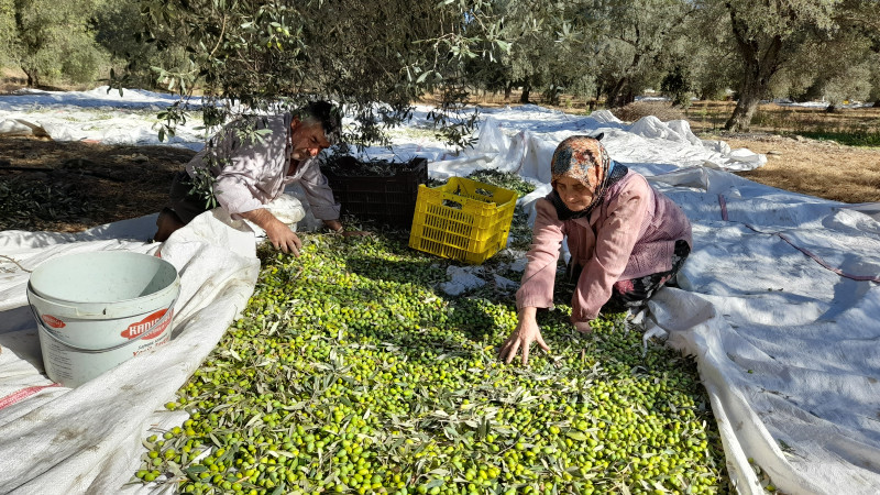 Zeytin ihracatçıları darboğazda!
