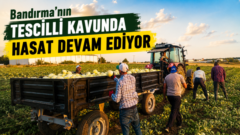 TESCİLLİ KAVUNDA HASAT DEVAM EDİYOR