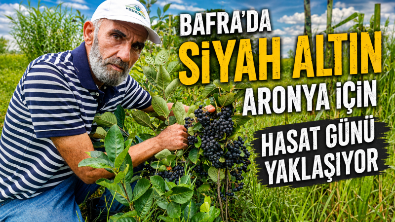 “BAFRA’DA SİYAH ALTIN ARONYA İÇİN HASAT GÜNÜ YAKLAŞIYOR”