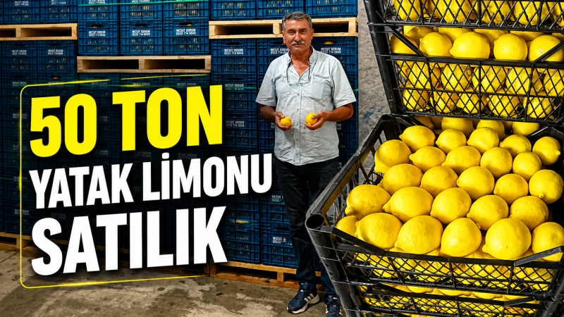 SİLİFKE’DE 50 TON YATAK LİMONU ALICISINI BEKLİYOR