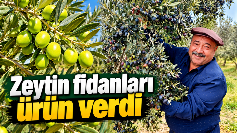 “ZEYTİN FİDANLARI ÜRÜN VERDİ”