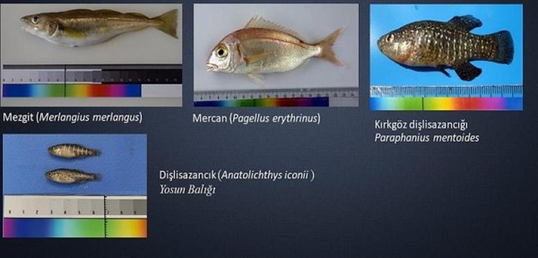 SU ÜRÜNLERİ TESCİL KOMİTESİ, 4 BALIK TÜRÜNÜ TESCİLLEDİ