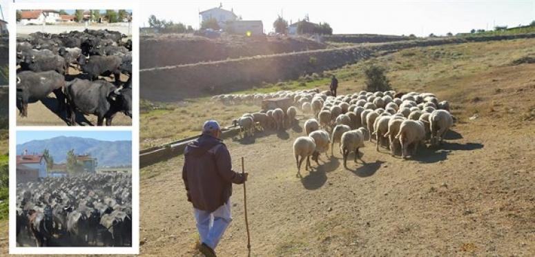 ÇİFTÇİLERE  TARIMSAL DESTEK ÖDEMESİ YAPILIYOR